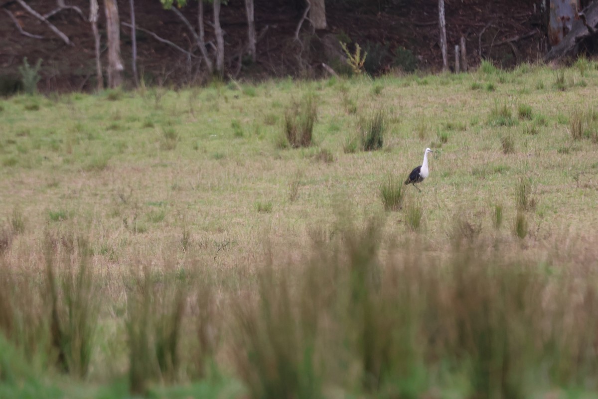 volavka bělokrká - ML647011913