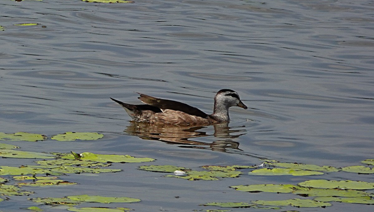 ナンキンオシ - ML647011915