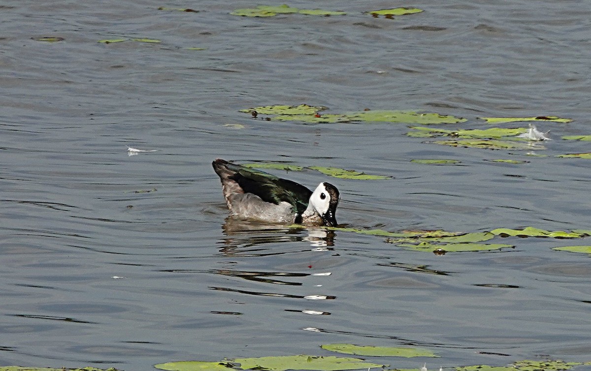 ナンキンオシ - ML647011916