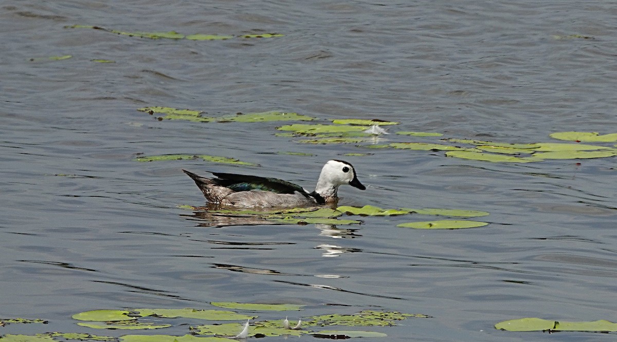 ナンキンオシ - ML647011917