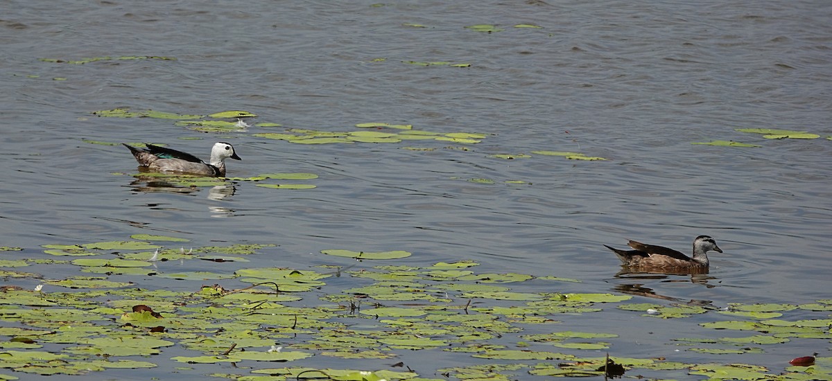 ナンキンオシ - ML647011918