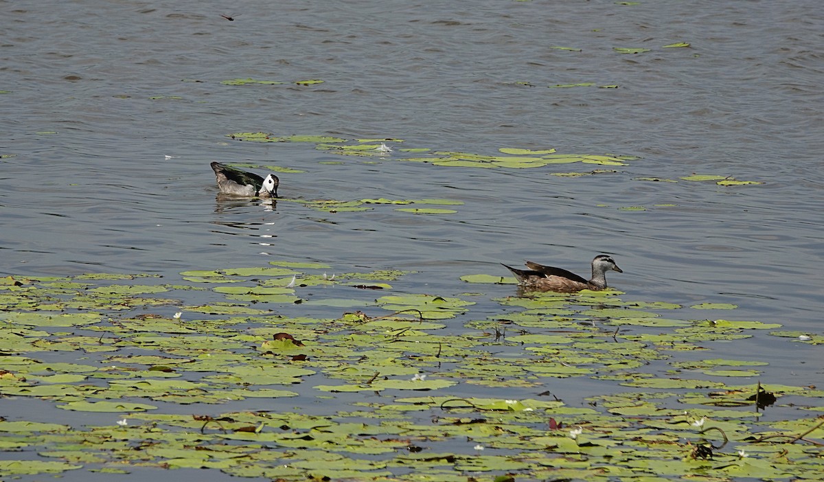 ナンキンオシ - ML647011919