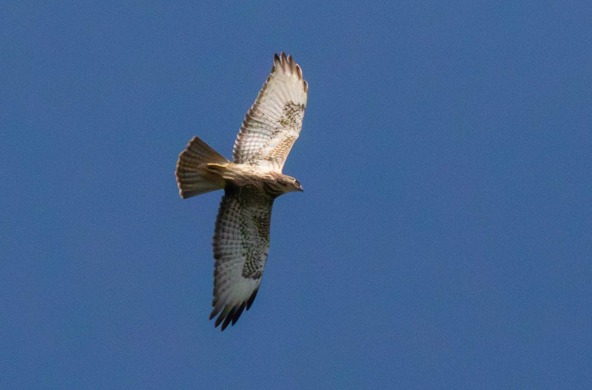 ヨーロッパノスリ - ML647011921