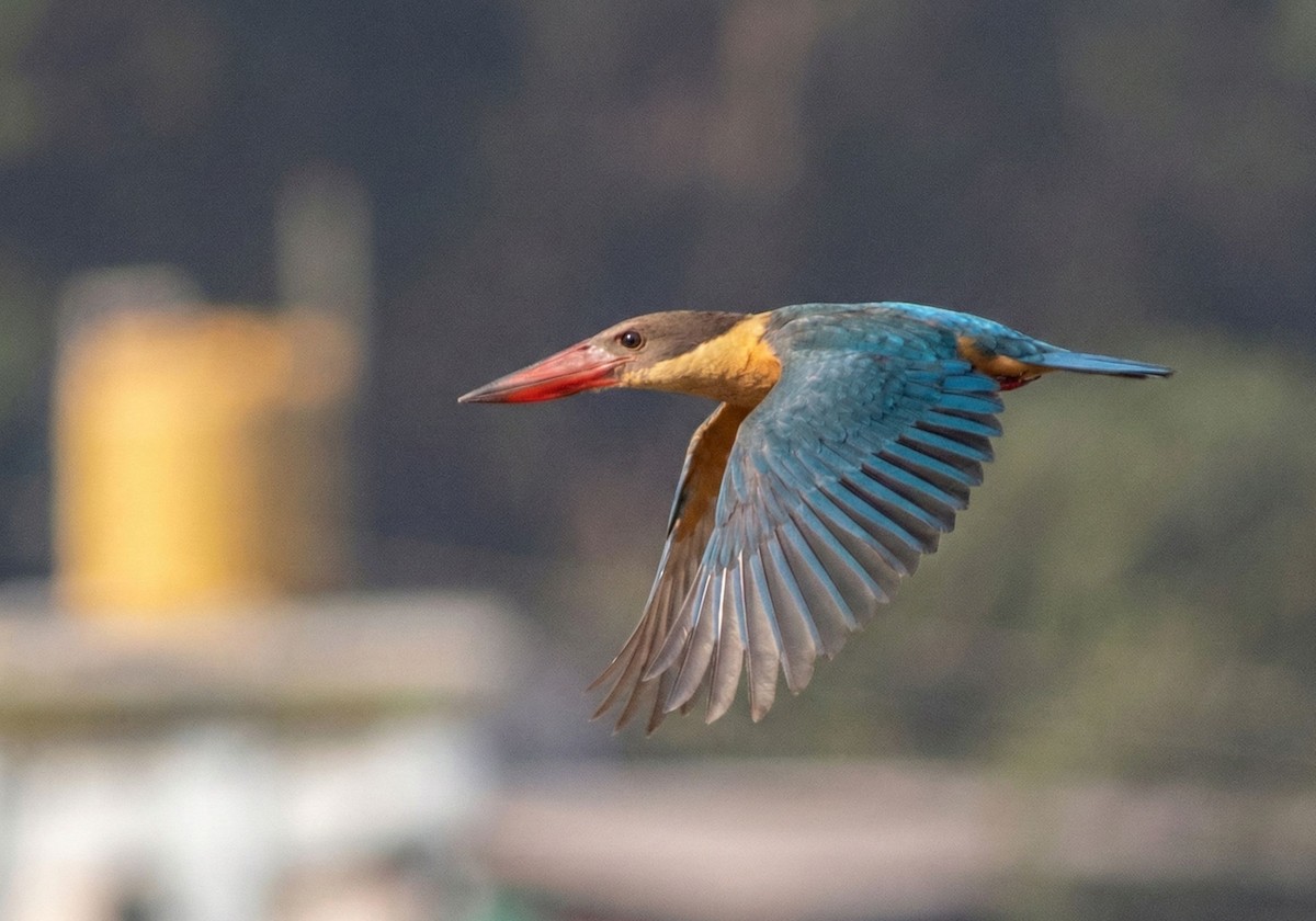 コウハシショウビン - ML647011922