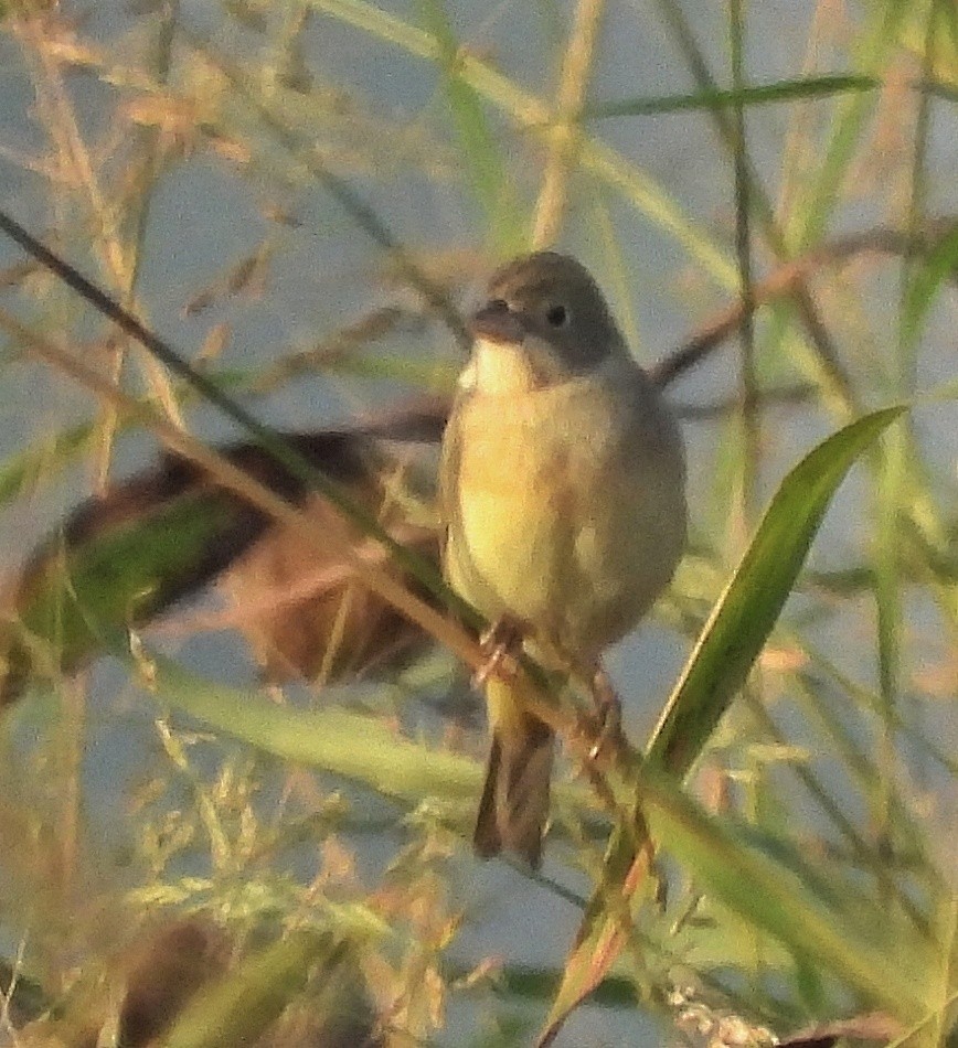 チャキンチョウ - ML647011925