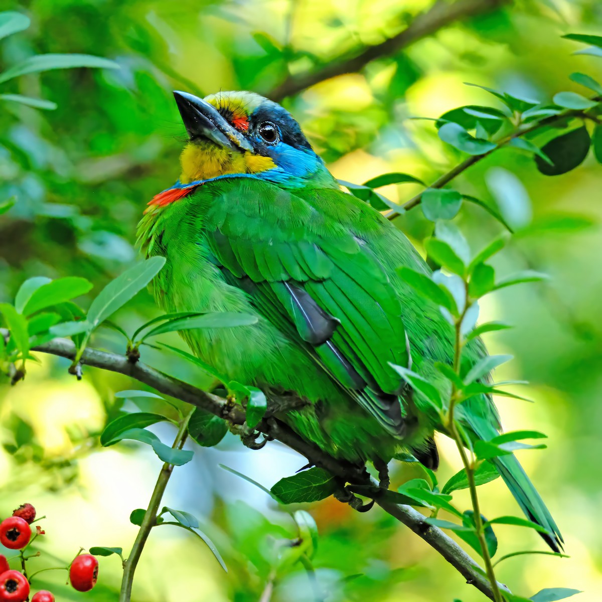 タイワンゴシキドリ - ML647011926