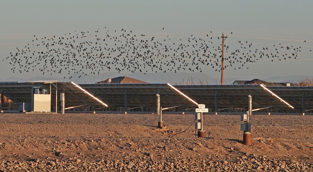 キガシラムクドリモドキ - ML647011928