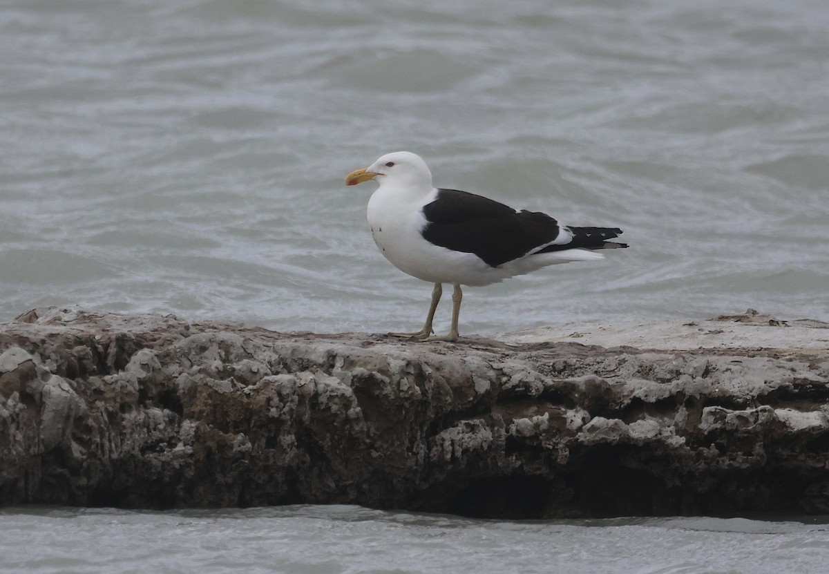 ミナミオオセグロカモメ - ML647011929