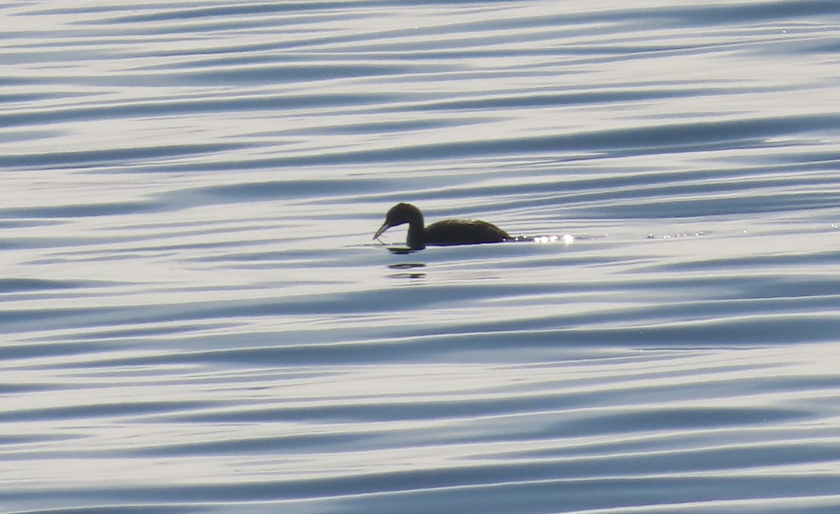 Somormujo Cuellirrojo - ML647011930