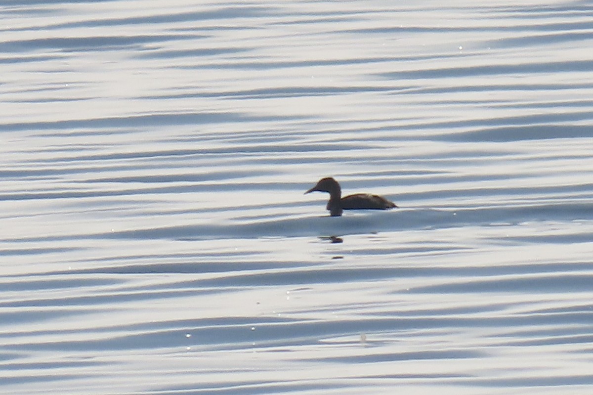 Somormujo Cuellirrojo - ML647011931