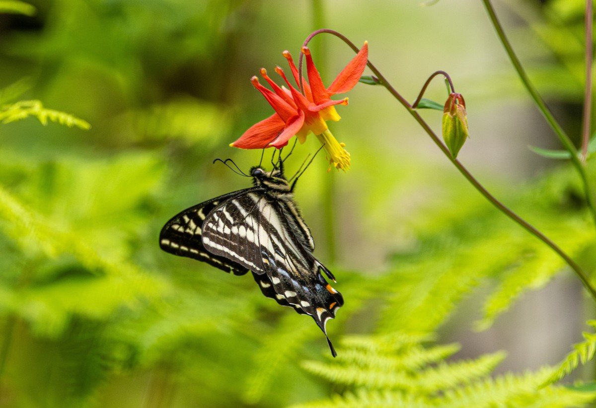 Pale Swallowtail - ML647011932