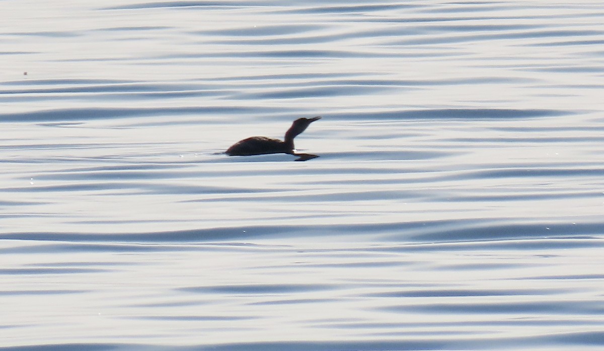 Somormujo Cuellirrojo - ML647011934