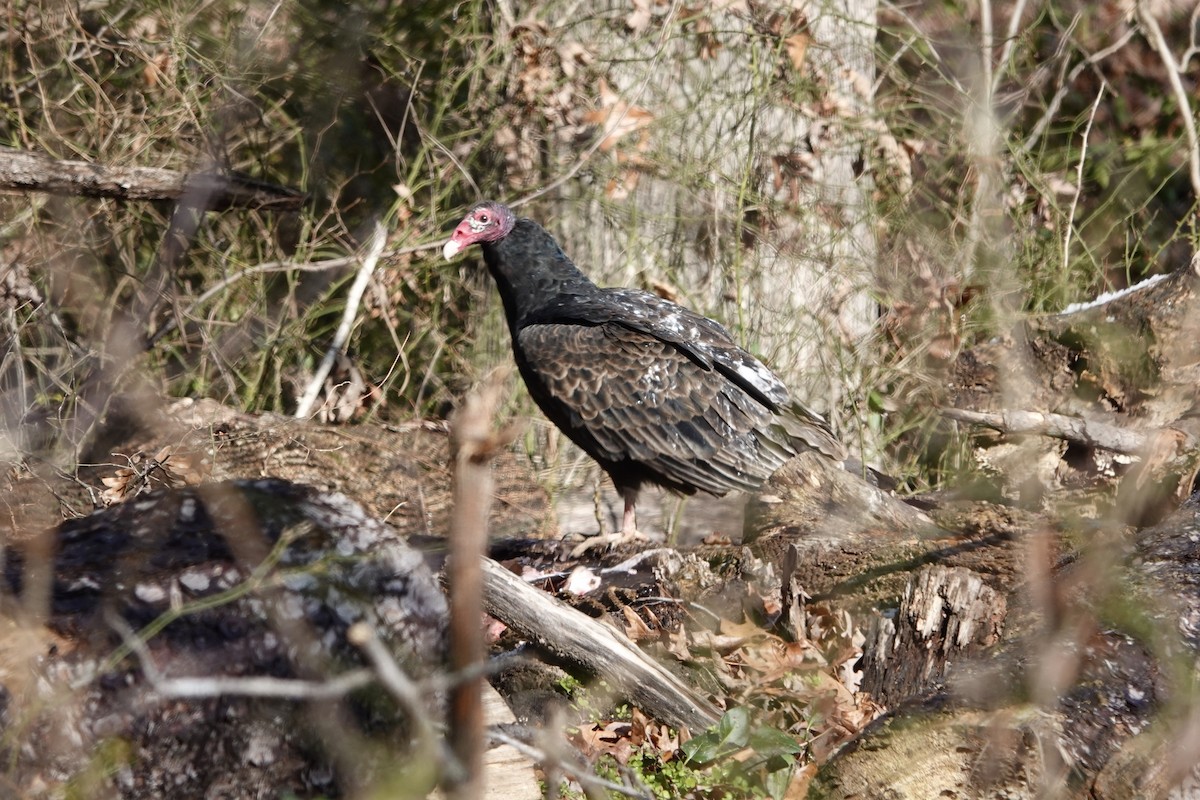 ヒメコンドル - ML647011935