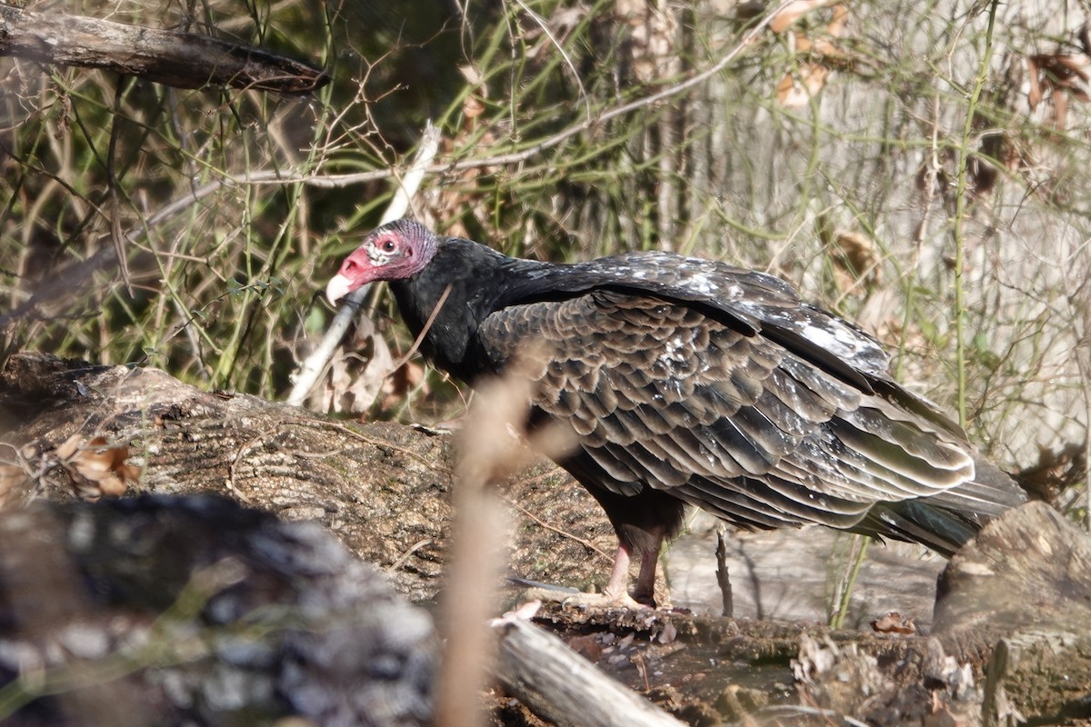 ヒメコンドル - ML647011936