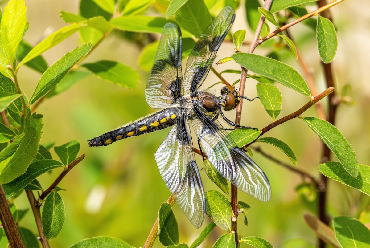 Eight-spotted Skimmer - ML647011939