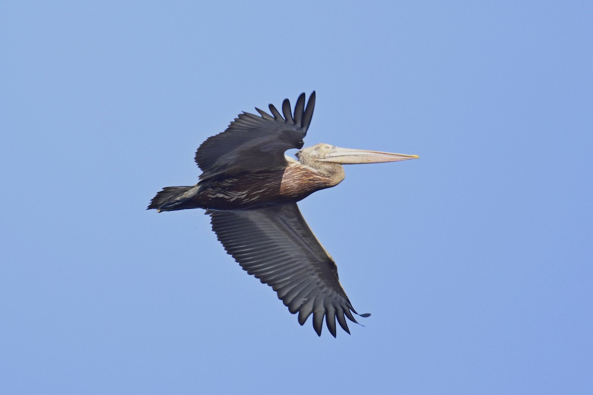 Пестроклювый пеликан - ML647011940