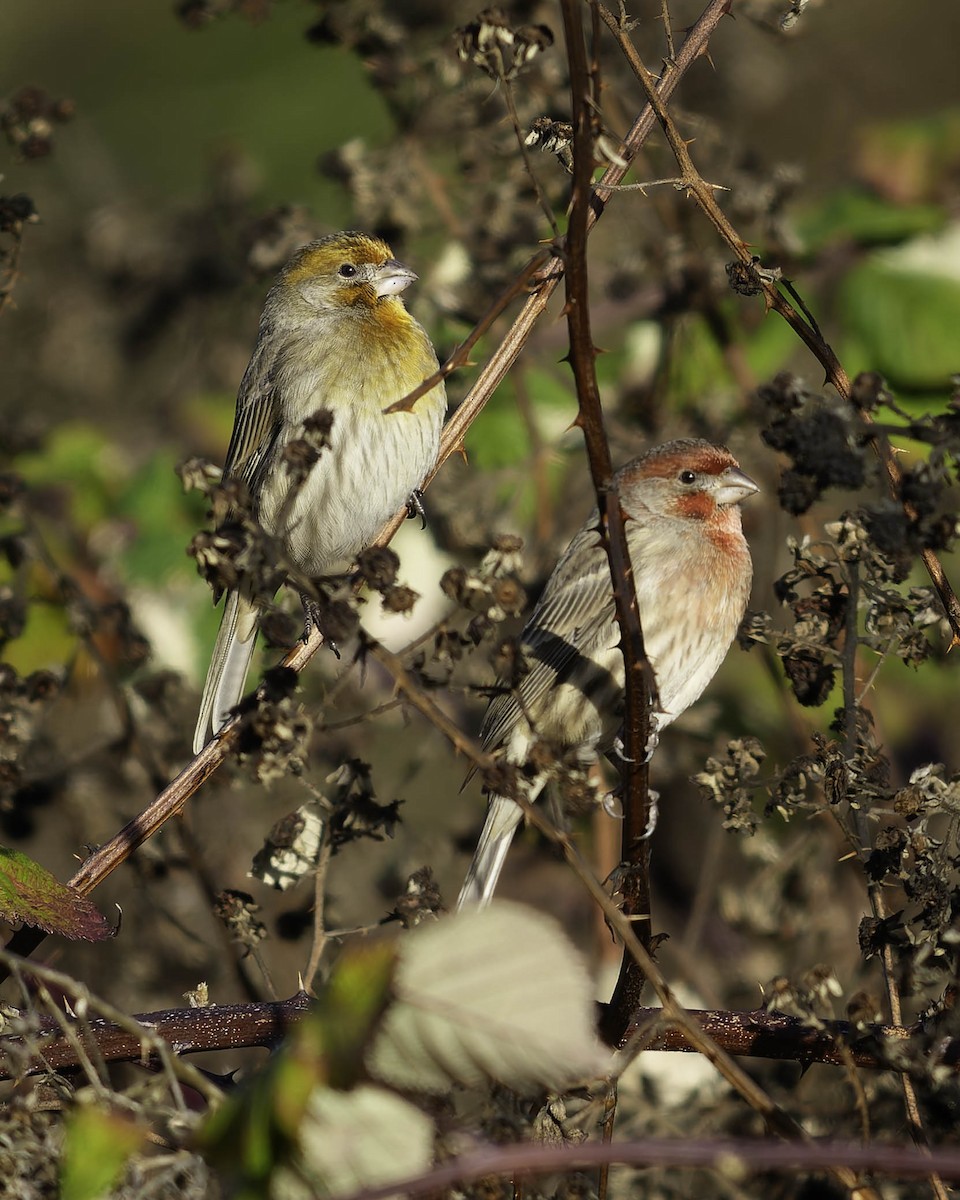 Чечевиця садова - ML647011941