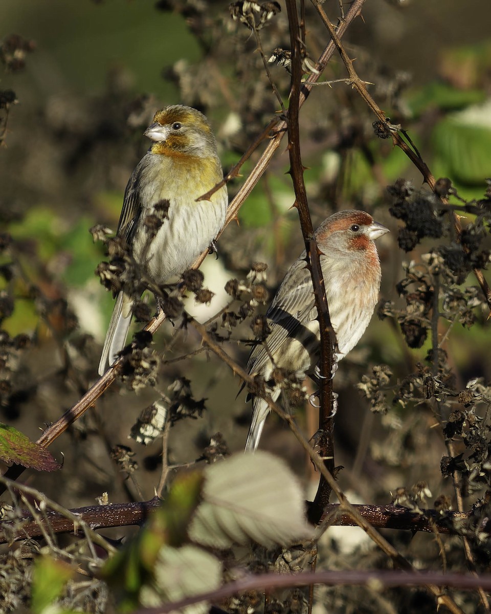 Чечевиця садова - ML647011942