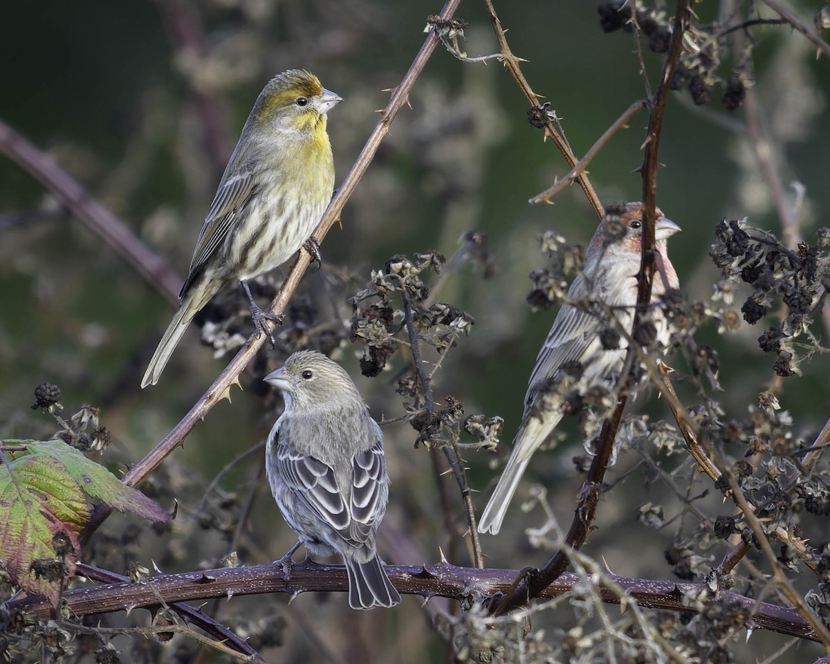 Чечевиця садова - ML647011943