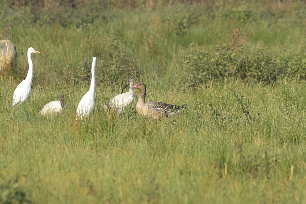 Graylag Goose - ML647011946