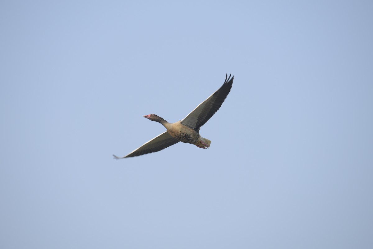 Graylag Goose - ML647011948