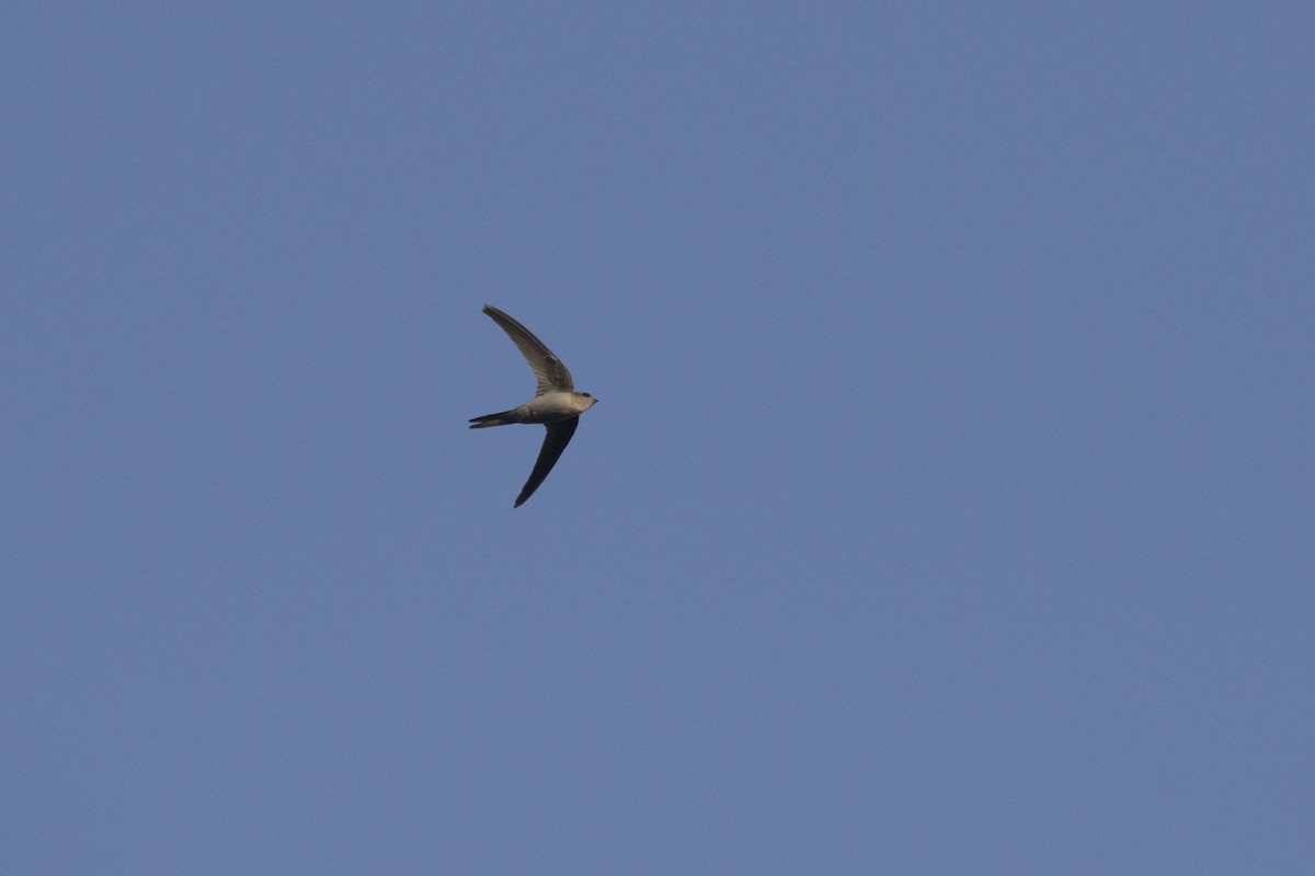 Asian Palm Swift - ML647011950