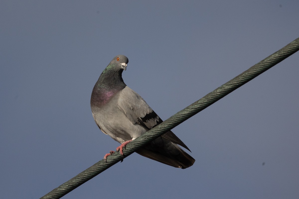יונת בית - ML647011951