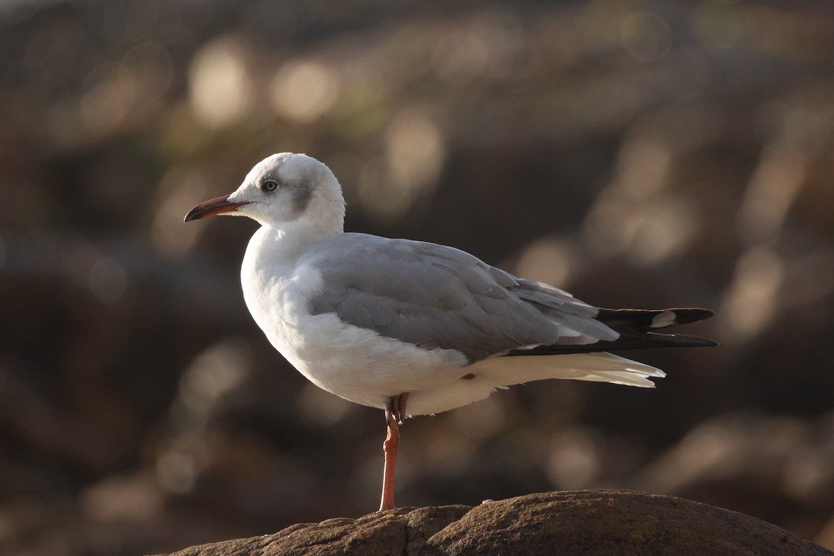 Gray-hooded Gull - ML647011952