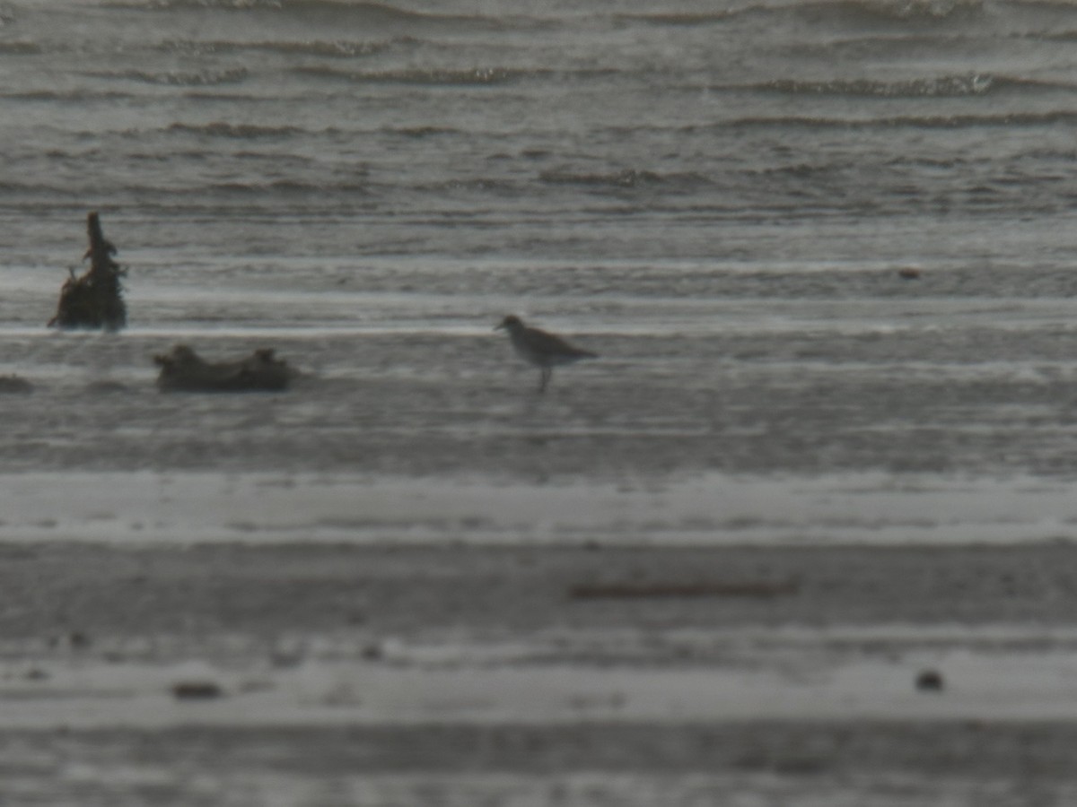 灰斑鴴 - ML647011962