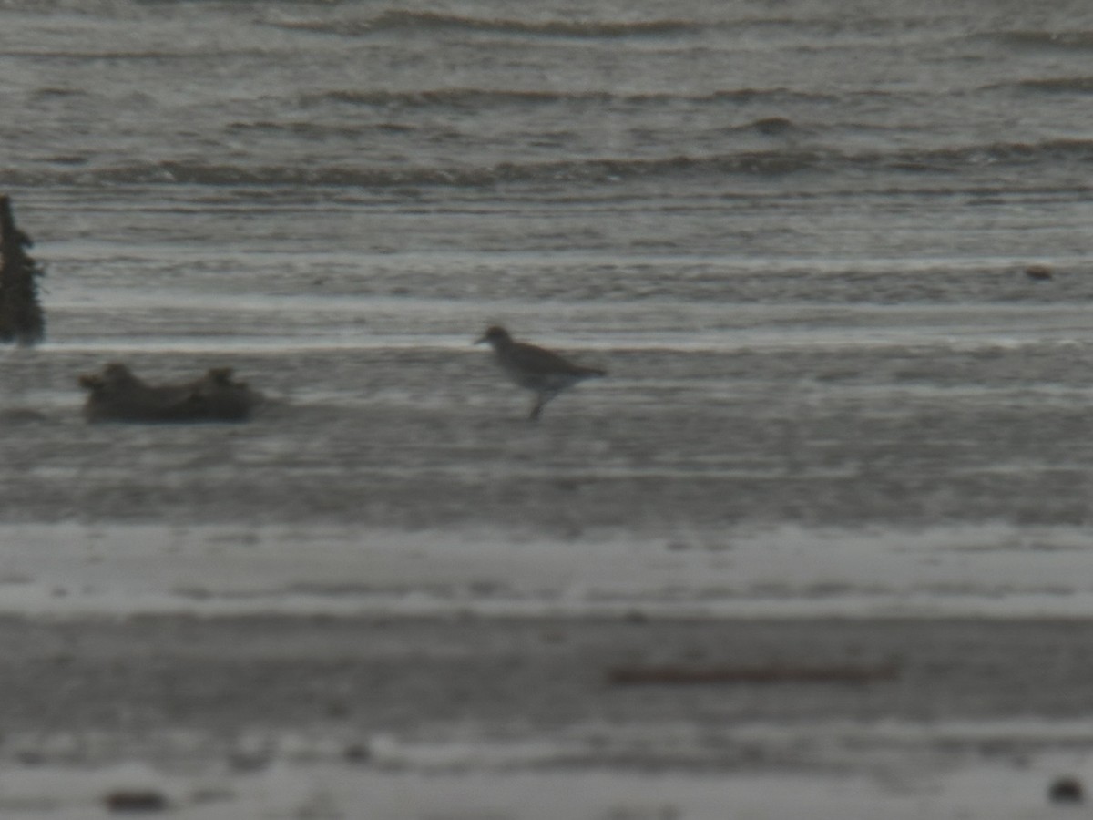 灰斑鴴 - ML647011963