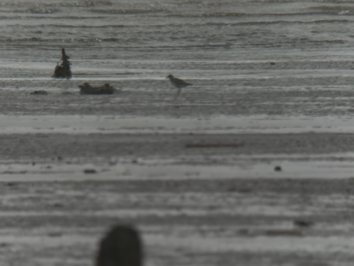 灰斑鴴 - ML647011964