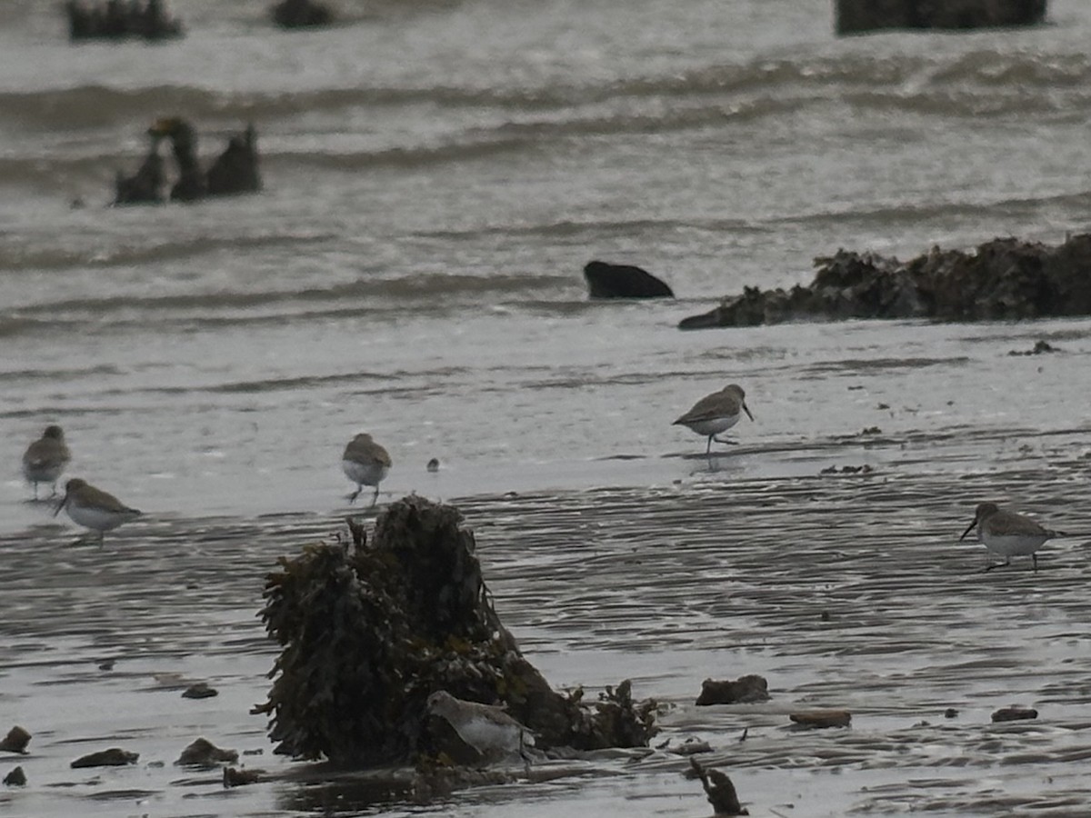 黑腹濱鷸 - ML647011965