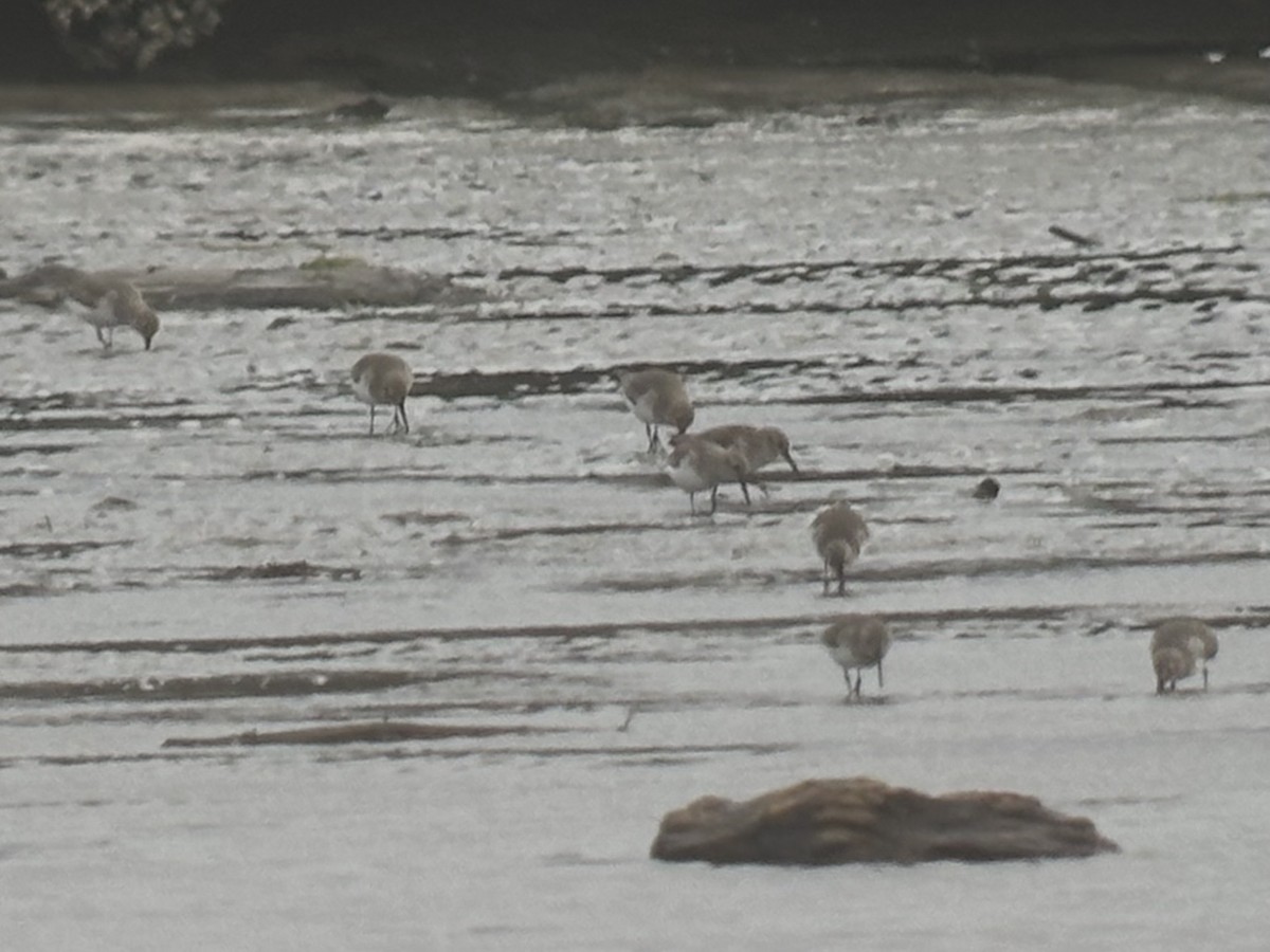 黑腹濱鷸 - ML647011966