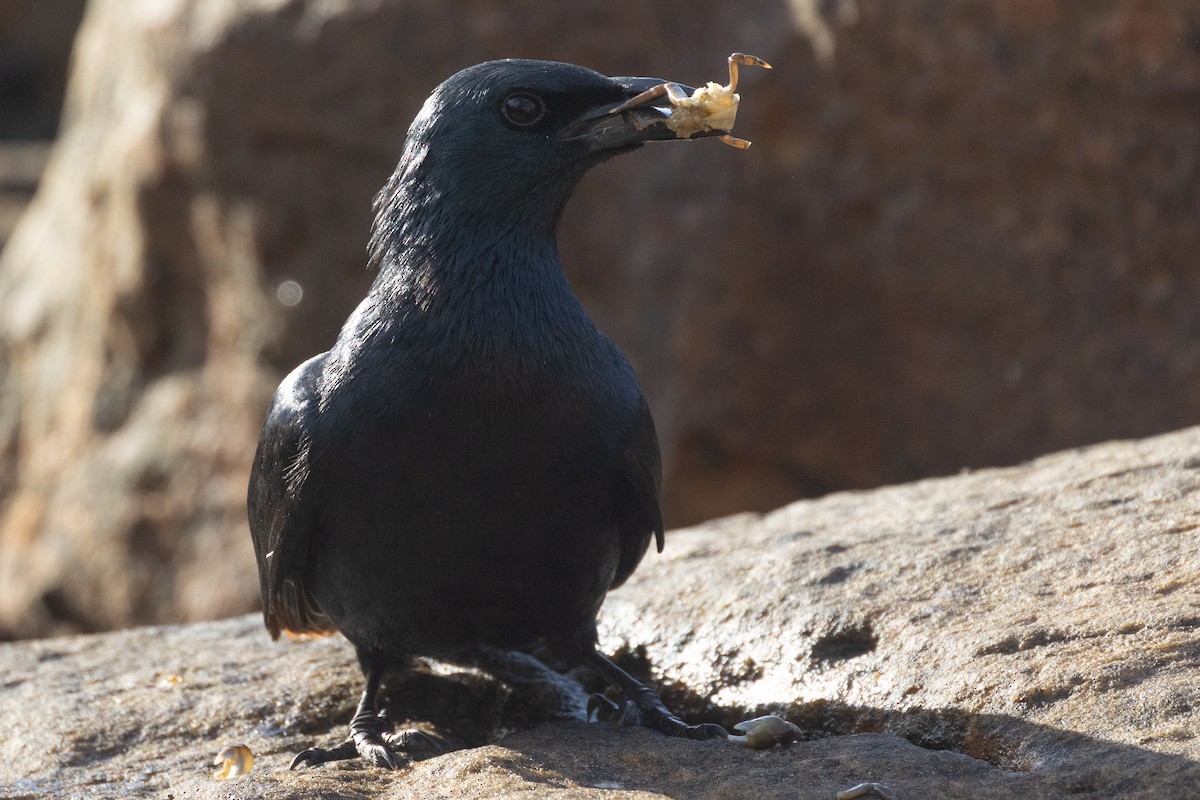 Red-winged Starling - ML647011967