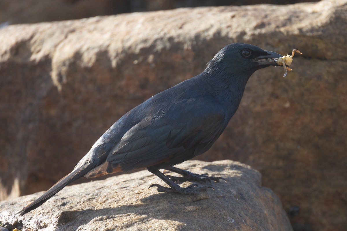 Red-winged Starling - ML647011968