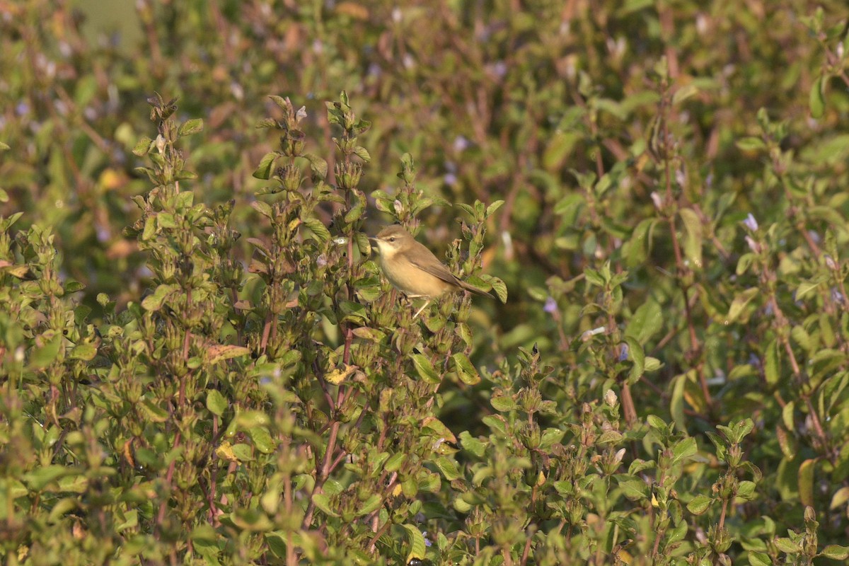 Хээрийн охил бялзуухай - ML647011970