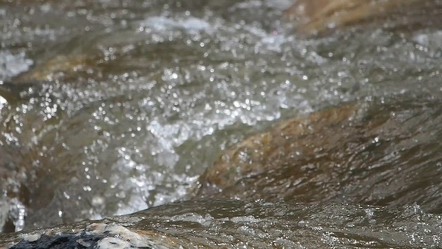 strømand - ML647011974