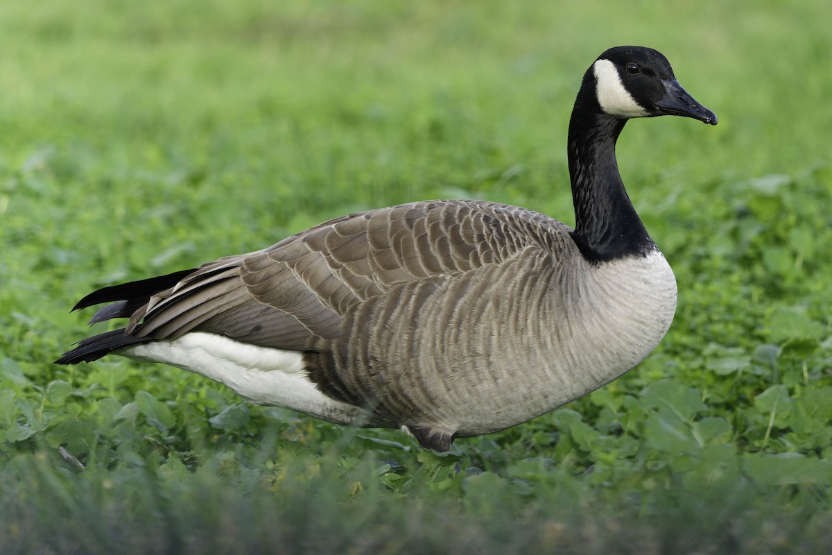 Canada Goose - ML647011975