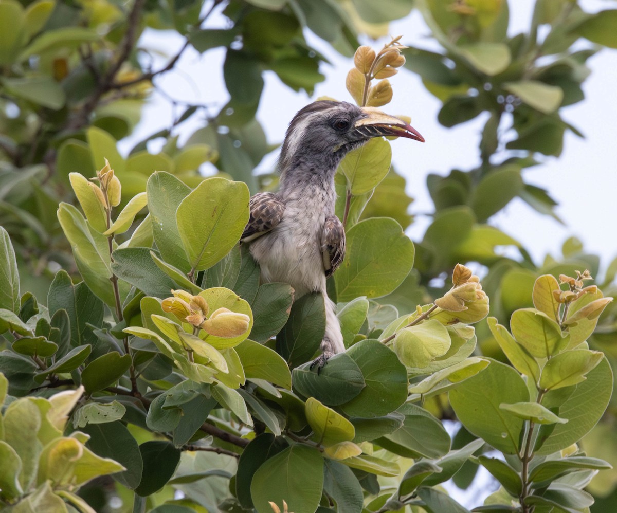African Gray Hornbill - ML647011996