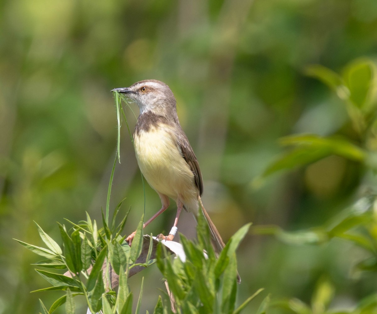 Black-chested Prinia - ML647011998