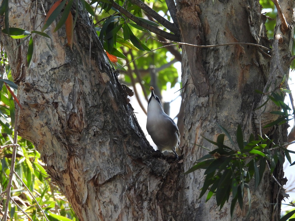 Azure-winged Magpie - ML647012002