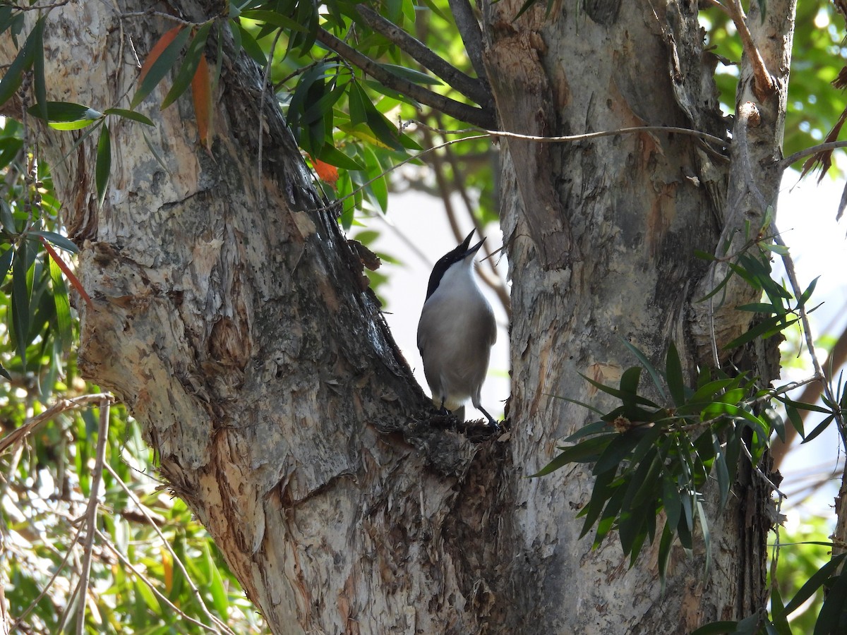 Azure-winged Magpie - ML647012003