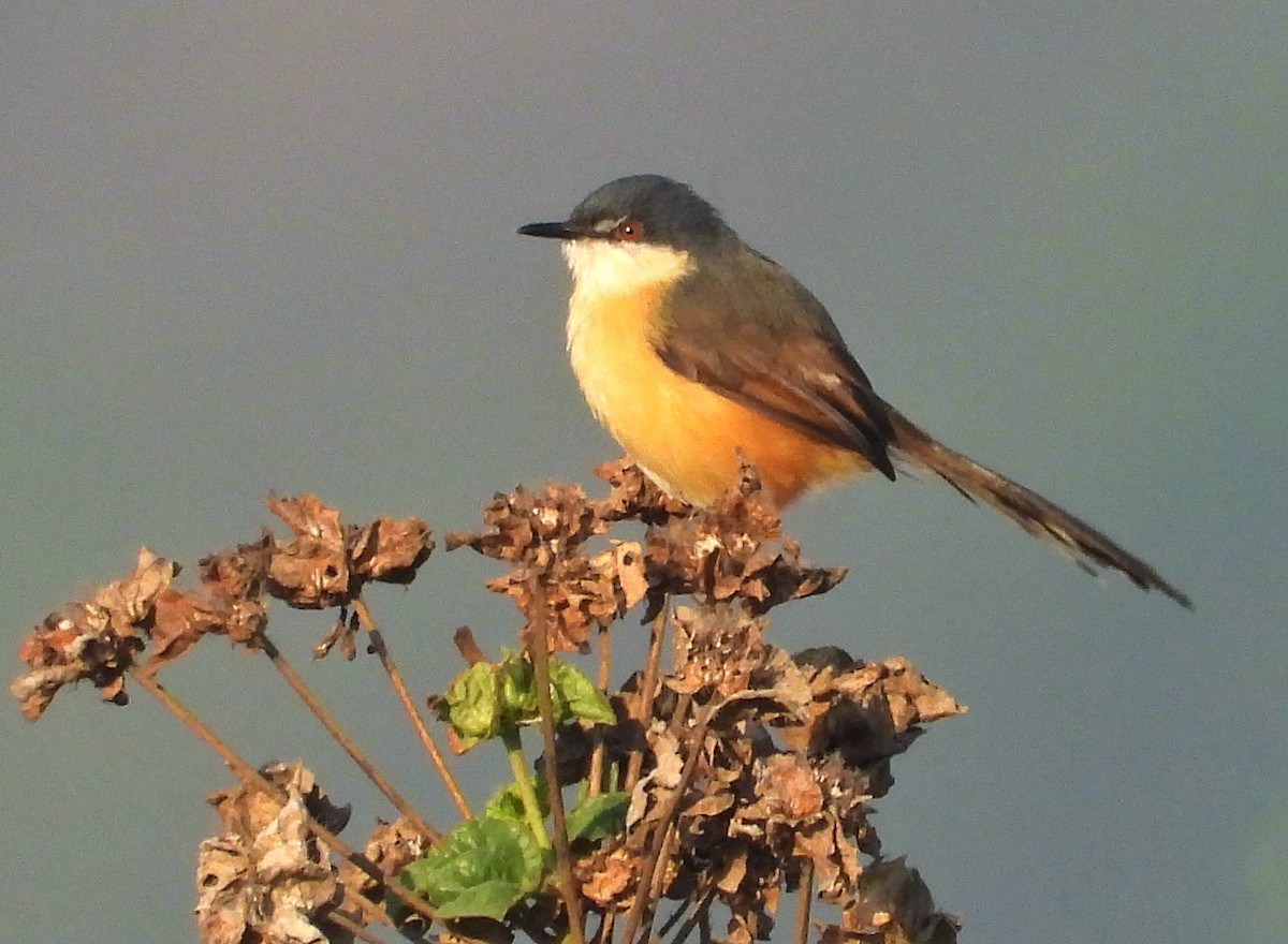 Rostbauchprinie - ML647012010