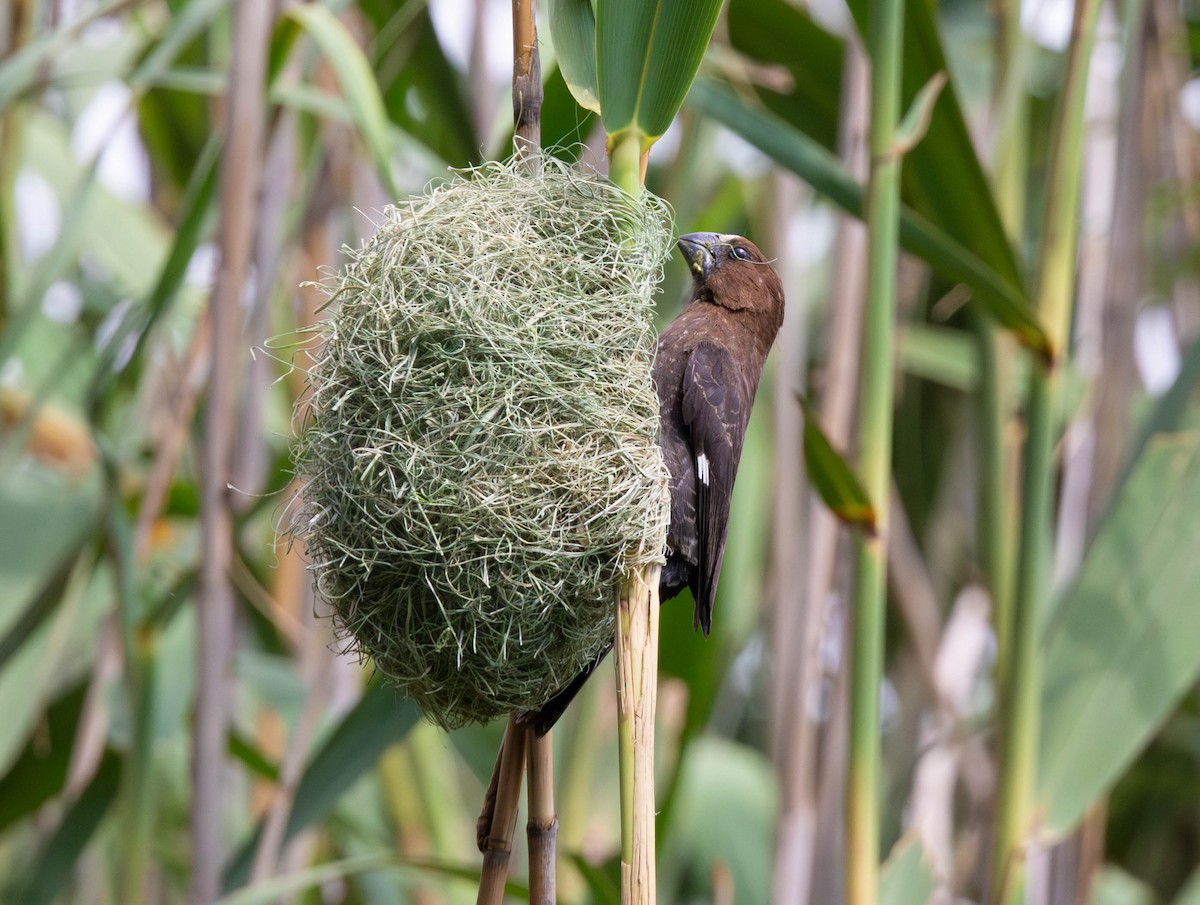 Grosbeak Weaver - ML647012013