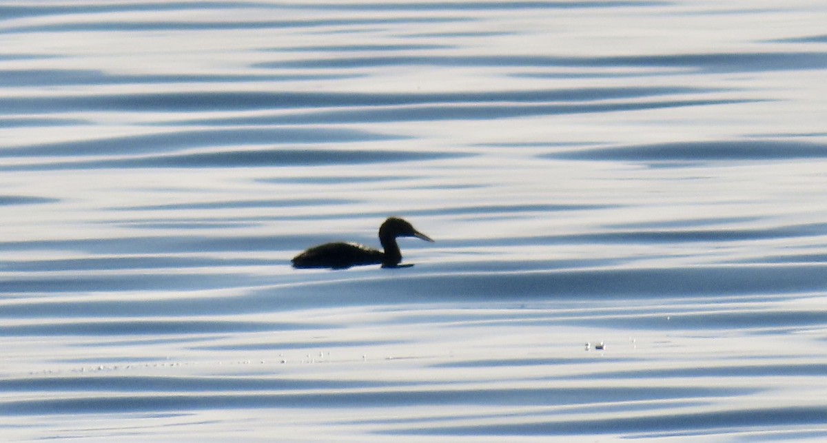 Somormujo Cuellirrojo - ML647012020