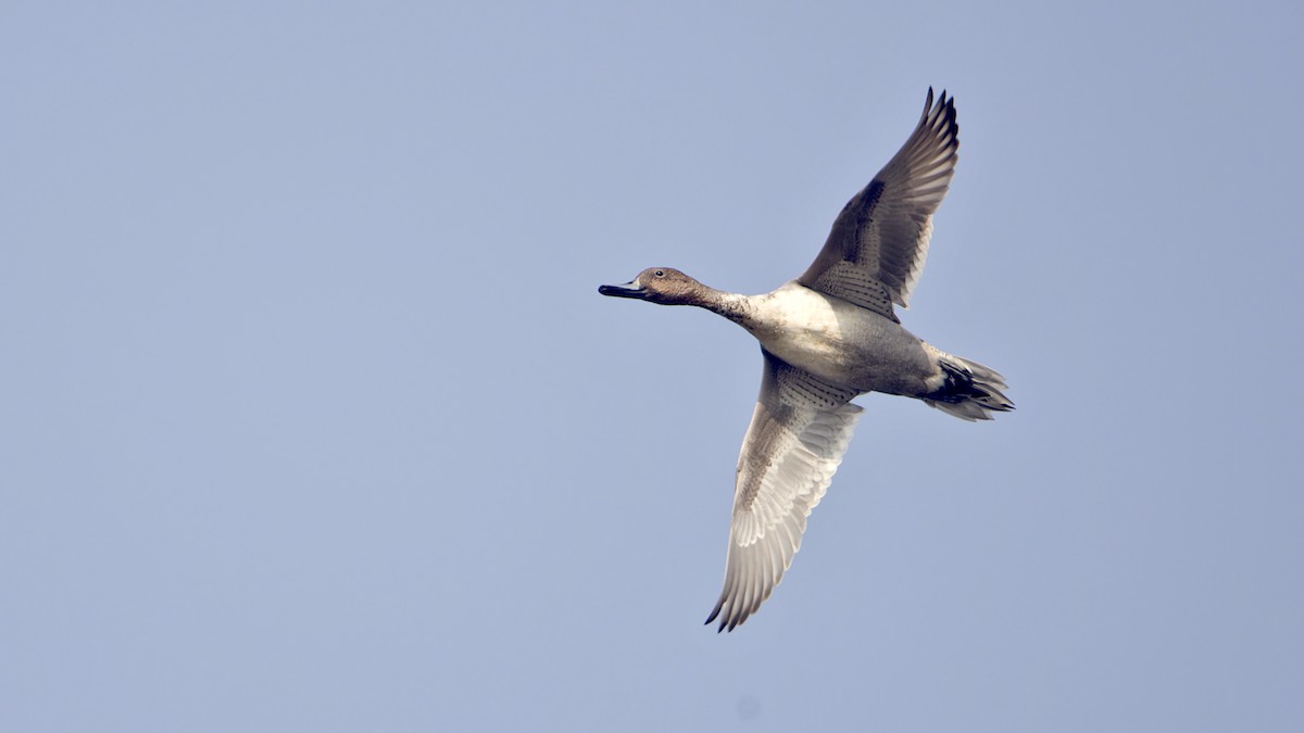 Шовтгор алаг нугас - ML647012021