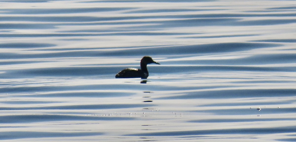 Somormujo Cuellirrojo - ML647012024