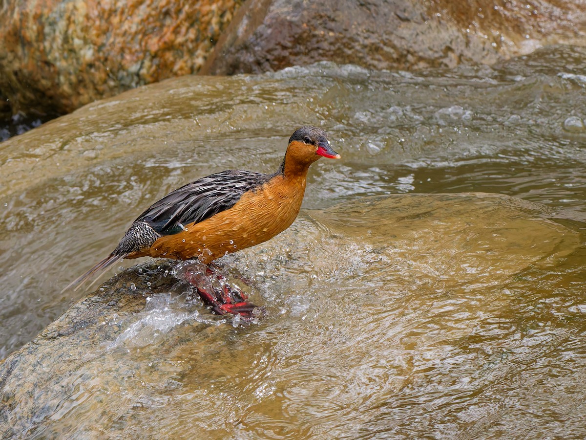 strømand - ML647012030