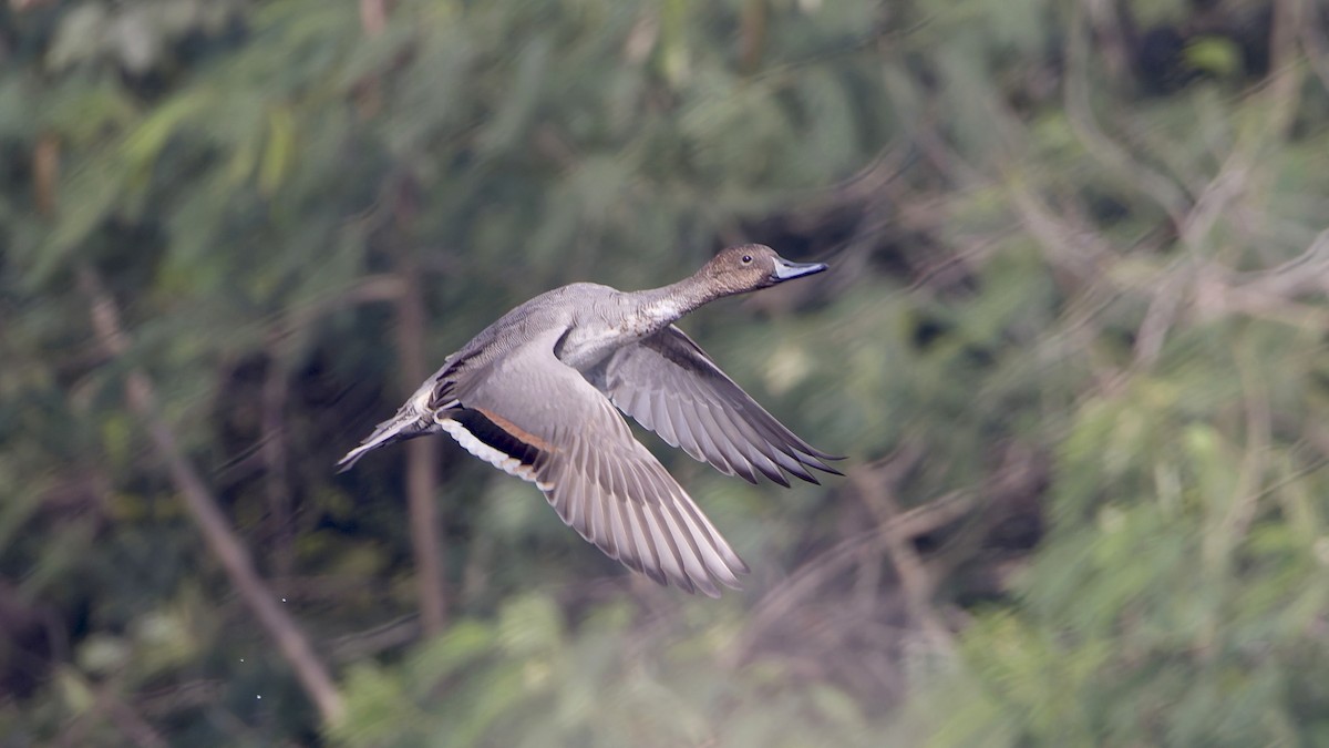 Шовтгор алаг нугас - ML647012039