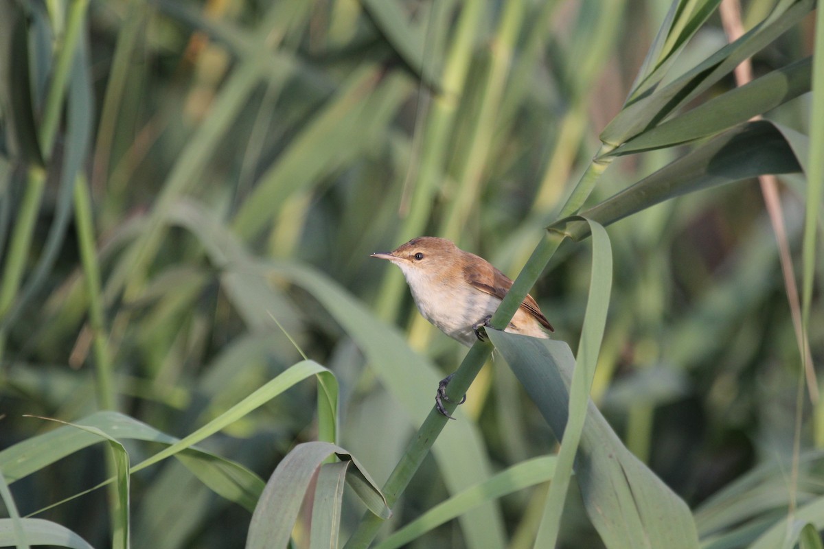 Common Reed Warbler - ML647012040